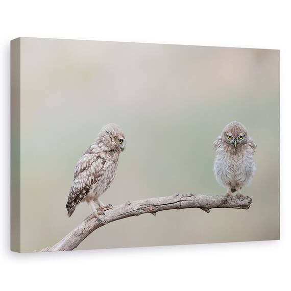 Tablou Canvas - Gagica Mea, Marime: 40 x 60 cm - - Roveli