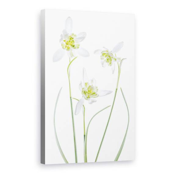 Tablou Canvas - Galanthus Flore Pleno, Marime: 40 x 60 cm - - Roveli