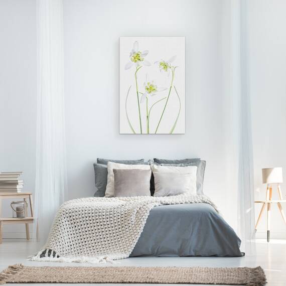 Tablou Canvas - Galanthus Flore Pleno, Marime: 40 x 60 cm - 3- Roveli