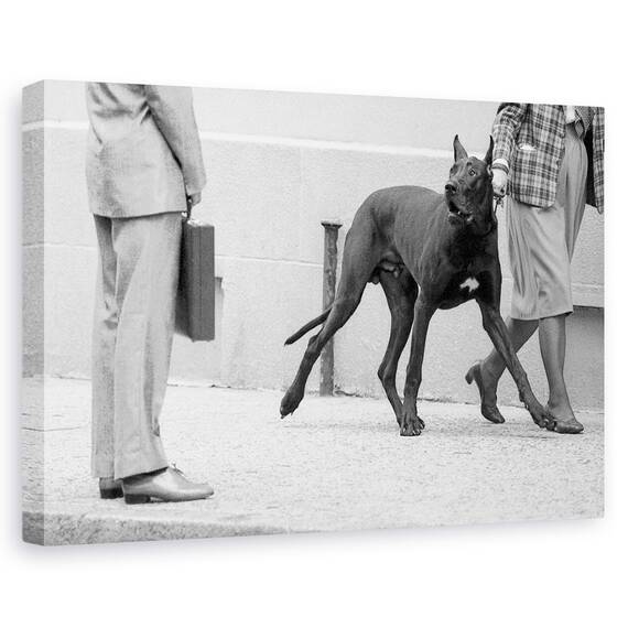 Tablou Canvas - Marele Bodyguard Danez, Marime: 40 x 60 cm - - Roveli