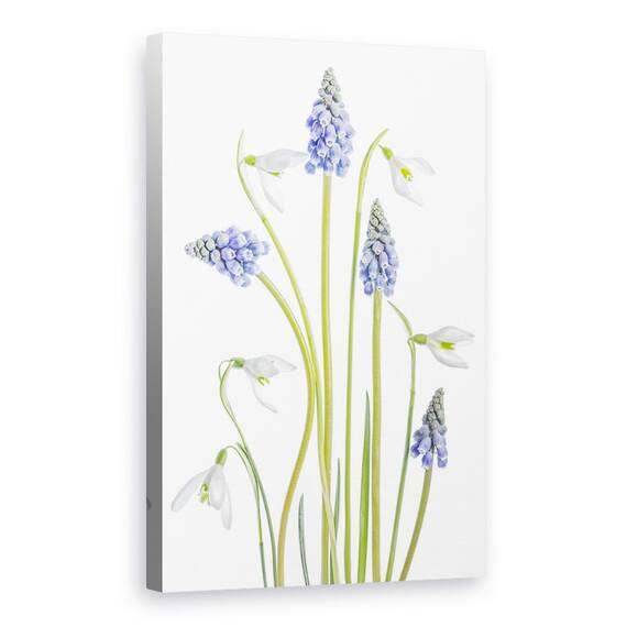 Tablou Canvas - Muscari Si Galanthus, Marime: 40 x 60 cm - - Roveli