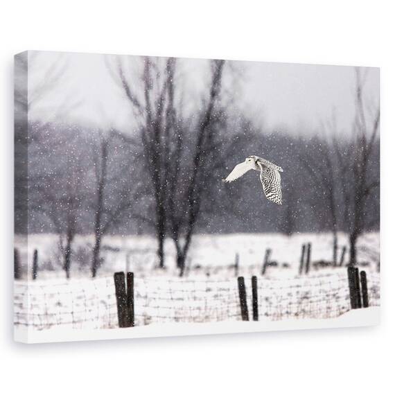 Tablou Canvas - O Bufnita De Zapada, Marime: 40 x 60 cm - - Roveli