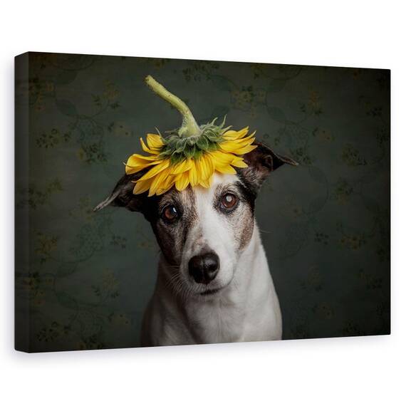 Tablou Canvas - Realizand Ca Arata Ca O Floare A Soarelui, Marime: 40 x 60 cm - - Roveli