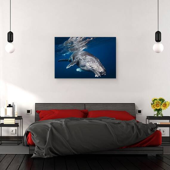Tablou Canvas - Balena Cu Cocoasa, Marime: 40 x 60 cm - 3- Roveli