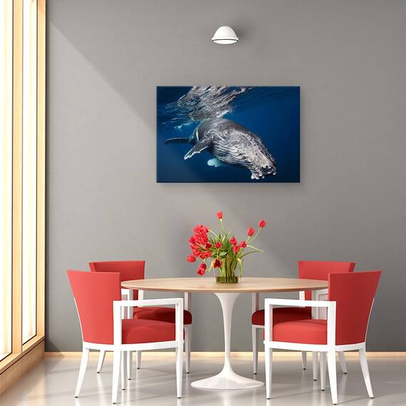 Tablou Canvas - Balena Cu Cocoasa, Marime: 40 x 60 cm - 4- Roveli