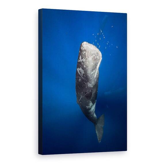Tablou Canvas - Balena In Lumina, Marime: 40 x 60 cm - - Roveli