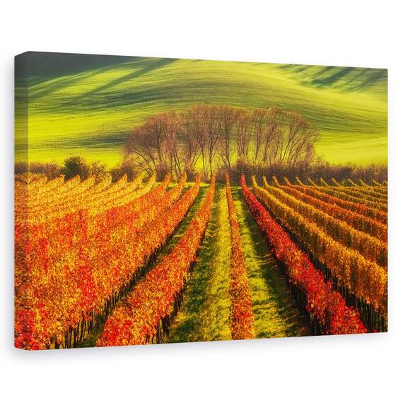Tablou Canvas - Cultivarea Vitei De Vie, Marime: 40 x 60 cm - - Roveli