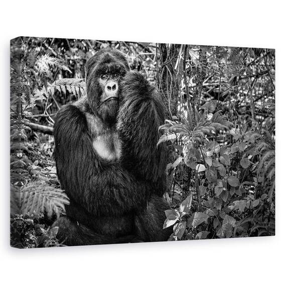 Tablou Canvas - Kwitonda Silverback, Marime: 40 x 60 cm - - Roveli