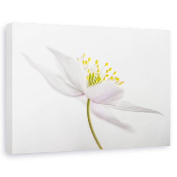 Tablou Canvas - Nemorosa, Marime: 40 x 60 cm - - Roveli