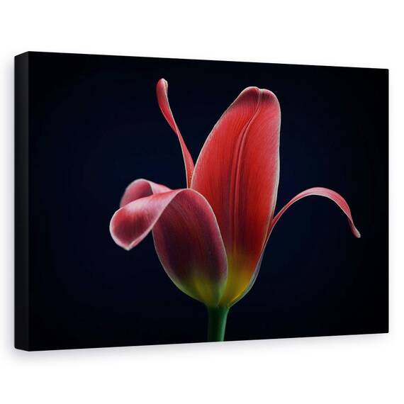 Tablou Canvas - Prima Lalea, Marime: 40 x 60 cm - - Roveli