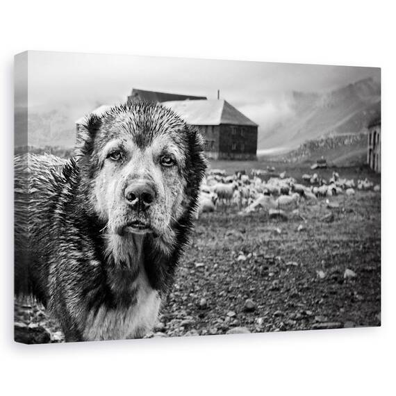 Tablou Canvas - Turma Gasca Mea, Marime: 40 x 60 cm - - Roveli
