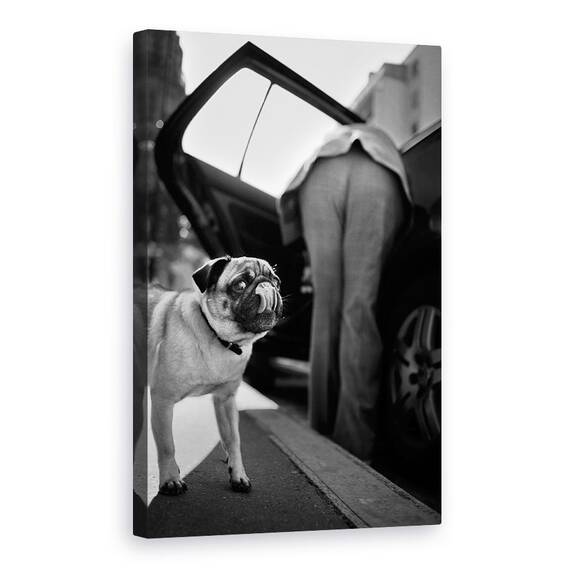 Tablou Canvas - Pet, Marime: 40 x 60 cm - - Roveli