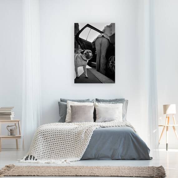 Tablou Canvas - Pet, Marime: 40 x 60 cm - 3- Roveli