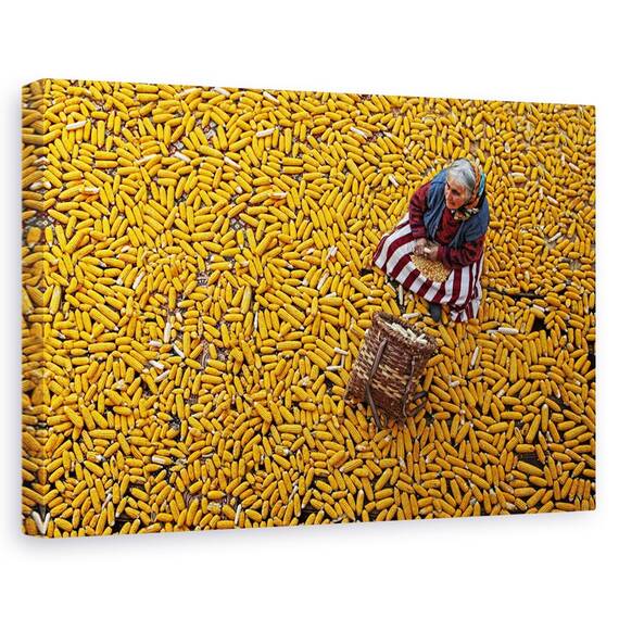 Tablou Canvas - Porumb, Marime: 40 x 60 cm - - Roveli