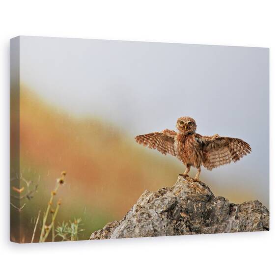 Tablou Canvas - Pot Sa Zbor, Marime: 40 x 60 cm - - Roveli