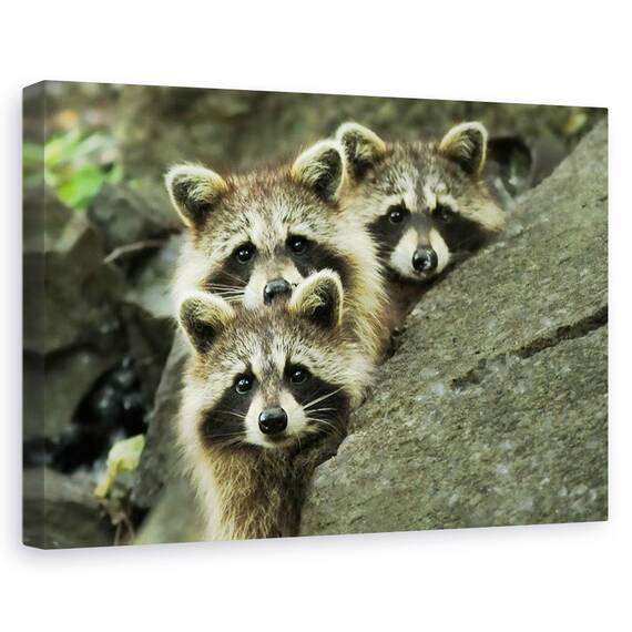 Tablou Canvas - Tres Banditos, Marime: 40 x 60 cm - - Roveli