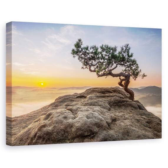 Tablou Canvas - Batranul Pin, Marime: 80 x 120 cm - - Roveli