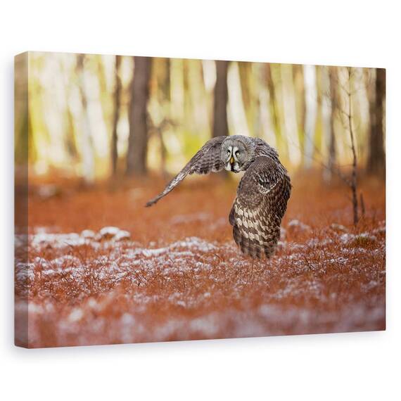 Tablou Canvas - Bufnita Gri, Marime: 80 x 120 cm - - Roveli
