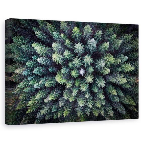 Tablou Canvas - Copac Mort Inconjurat De Copaci Vii, Marime: 80 x 120 cm - - Roveli