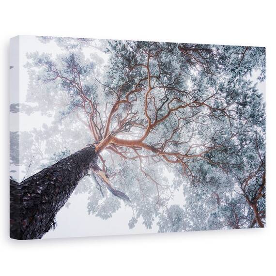Tablou Canvas - Liniile Copacilor In Iarna, Marime: 80 x 120 cm - - Roveli