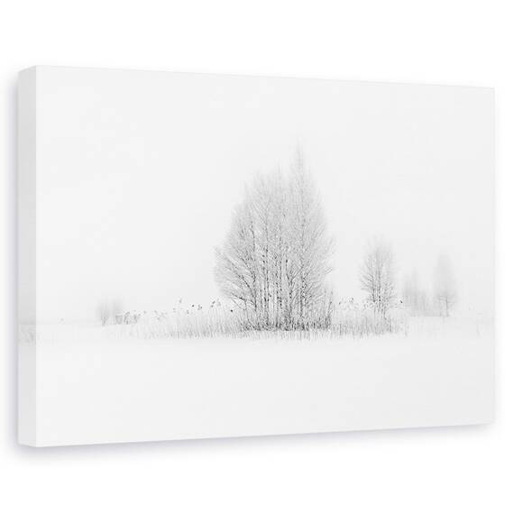 Tablou Canvas - Mesteceni De Iarna, Marime: 80 x 120 cm - - Roveli