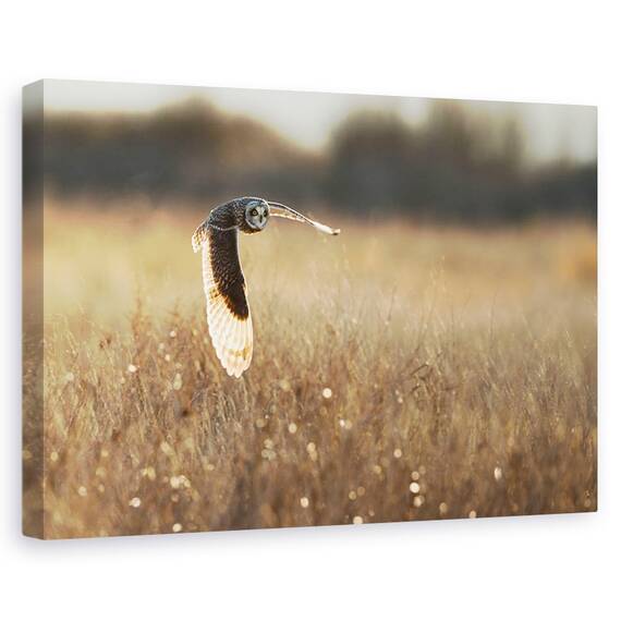 Tablou Canvas - Aripa Iluminata, Marime: 80 x 120 cm - - Roveli