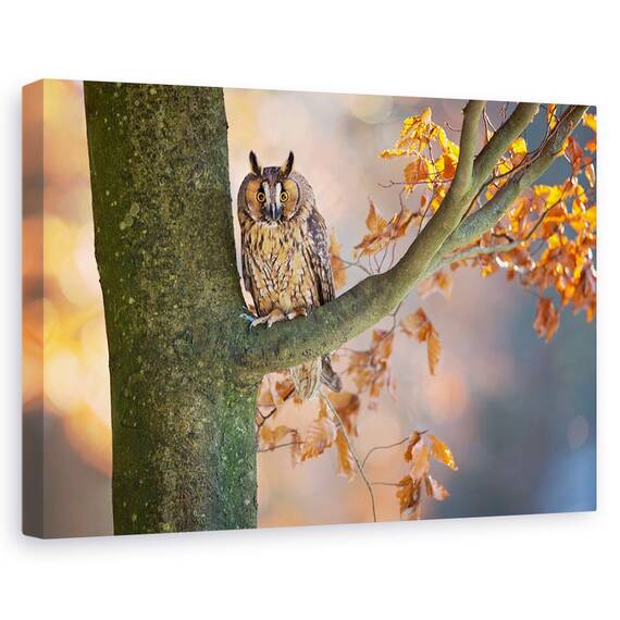 Tablou Canvas - Bufnita Cu Urechi Lungi, Marime: 80 x 120 cm - - Roveli