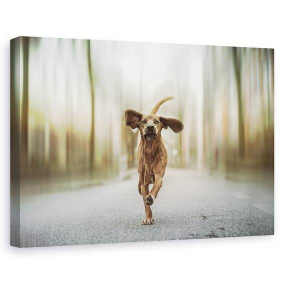 Tablou Canvas - Dansand Pe Strazi, Marime: 80 x 120 cm - - Roveli