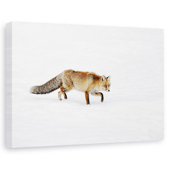 Tablou Canvas - Foxy, Marime: 80 x 120 cm - - Roveli