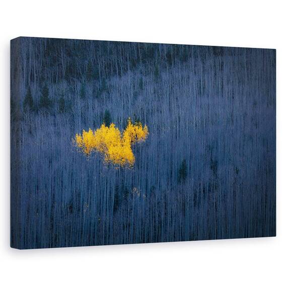 Tablou Canvas - Inima De Aspens, Marime: 80 x 120 cm - - Roveli