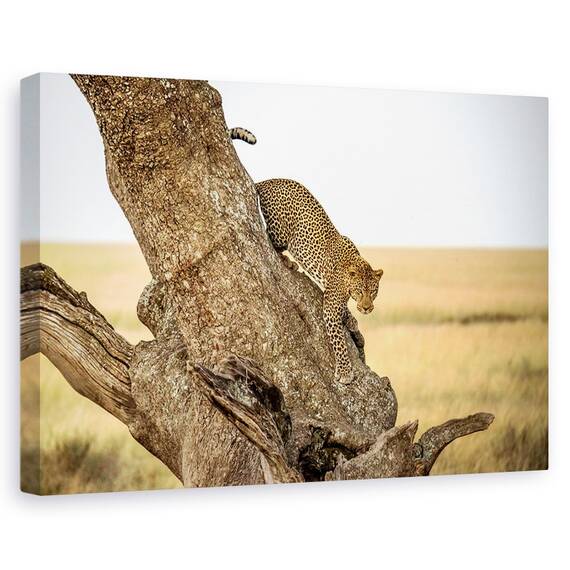 Tablou Canvas - Leopard - Serengheti, Tanzania, Marime: 80 x 120 cm - - Roveli