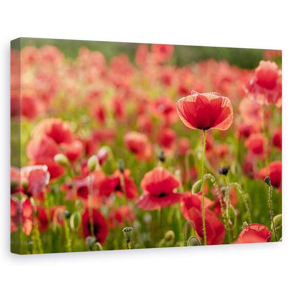 Tablou Canvas - Lumina Din Spate, Marime: 80 x 120 cm - - Roveli