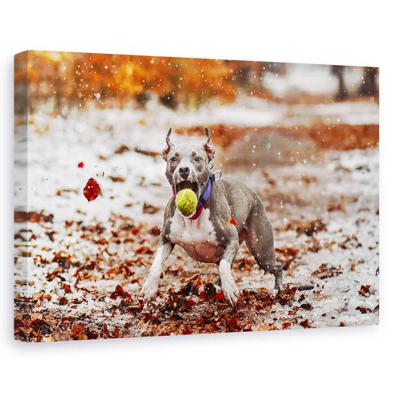 Tablou Canvas - Prinde Mingea, Marime: 80 x 120 cm - - Roveli