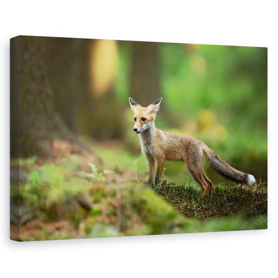 Tablou Canvas - Vulpe Rosie, Marime: 80 x 120 cm - - Roveli