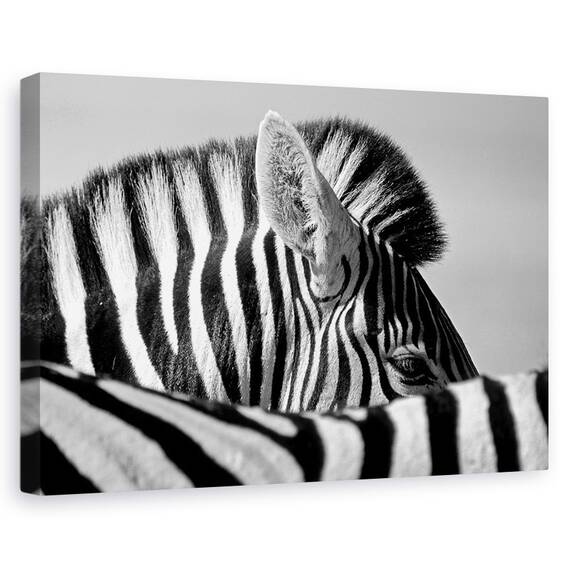 Tablou Canvas - Zebra Curioasa, Marime: 80 x 120 cm - - Roveli