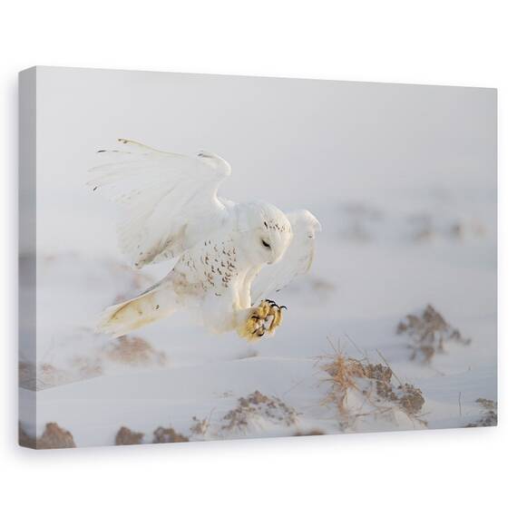 Tablou Canvas - Aterizare, Marime: 80 x 120 cm - - Roveli