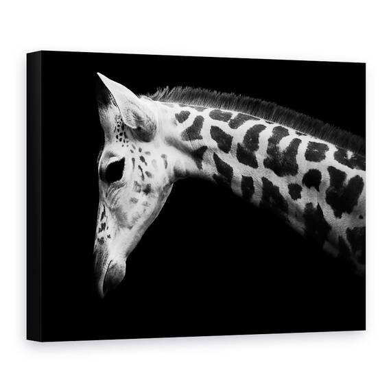 Tablou Canvas - Calf, Girafa, Marime: 60 x 80 cm - - Roveli
