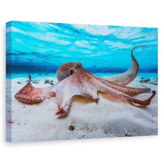 Tablou Canvas - Caracatita, Marime: 80 x 120 cm - - Roveli