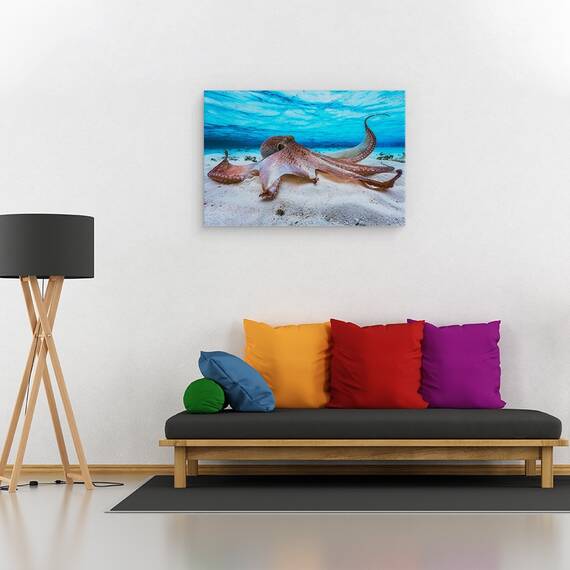 Tablou Canvas - Caracatita, Marime: 80 x 120 cm - 2- Roveli