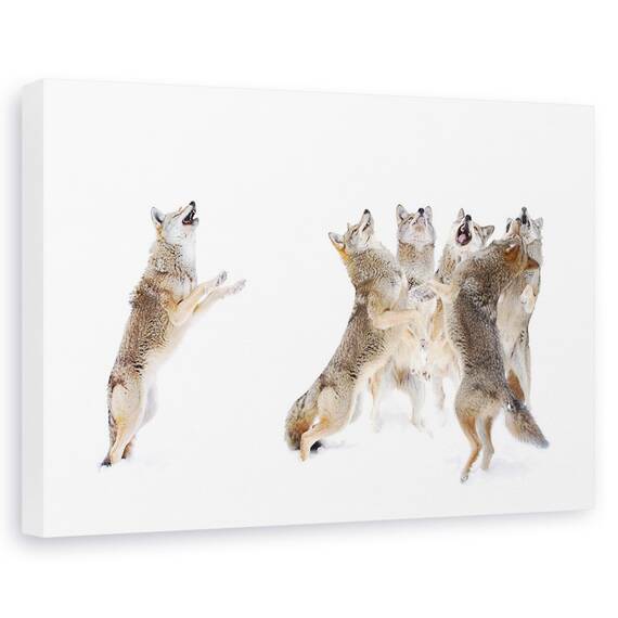 Tablou Canvas - Corul - Coiotii, Marime: 80 x 120 cm - - Roveli