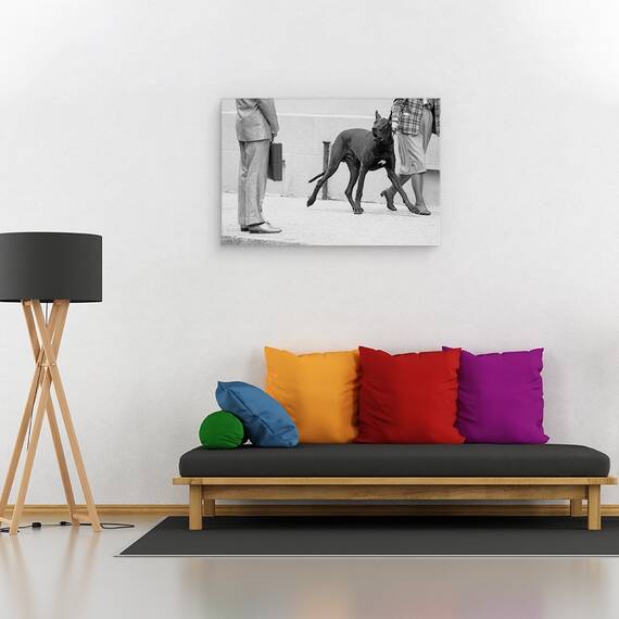 Tablou Canvas - Marele Bodyguard Danez, Marime: 80 x 120 cm - 2- Roveli