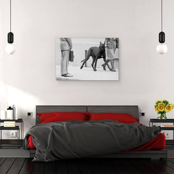 Tablou Canvas - Marele Bodyguard Danez, Marime: 80 x 120 cm - 3- Roveli