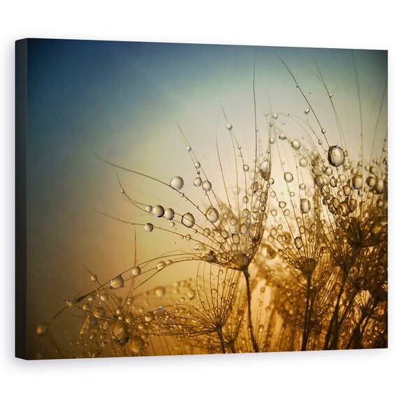 Tablou Canvas - Noapte Tandra,Picatura, Apa, Umed, Bland, Marime: 40 x 50 cm - - Roveli