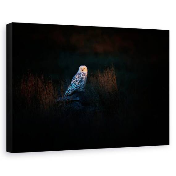 Tablou Canvas - Observatorul, Marime: 80 x 120 cm - - Roveli