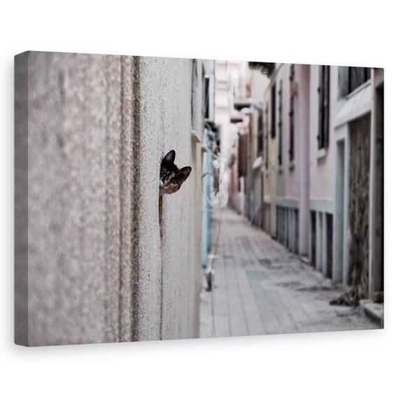 Tablou Canvas - Pisica Din Strada, Marime: 80 x 120 cm - - Roveli