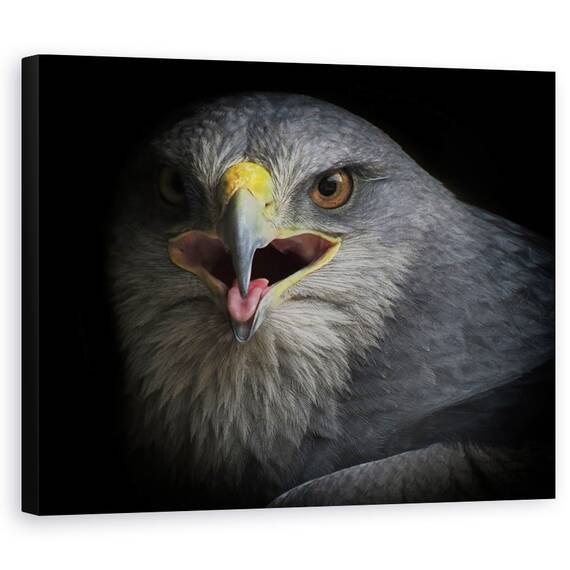 Tablou Canvas - Strigat De Razboi, Natura, Pasare, Vultur, Ochi, Agape, Cioc, Marime: 40 x 50 cm - - Roveli