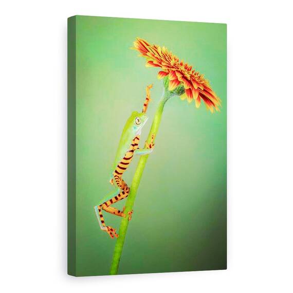 Tablou Canvas - Alpinist, Broasca, Urca, Floare, Gerbera, Animale, Marime: 60 x 90 cm - - Roveli