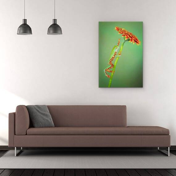Tablou Canvas - Alpinist, Broasca, Urca, Floare, Gerbera, Animale, Marime: 60 x 90 cm - 2- Roveli