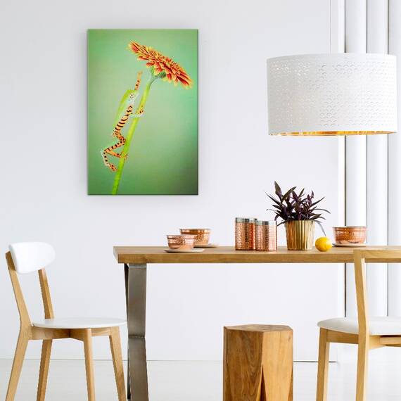 Tablou Canvas - Alpinist, Broasca, Urca, Floare, Gerbera, Animale, Marime: 60 x 90 cm - 4- Roveli