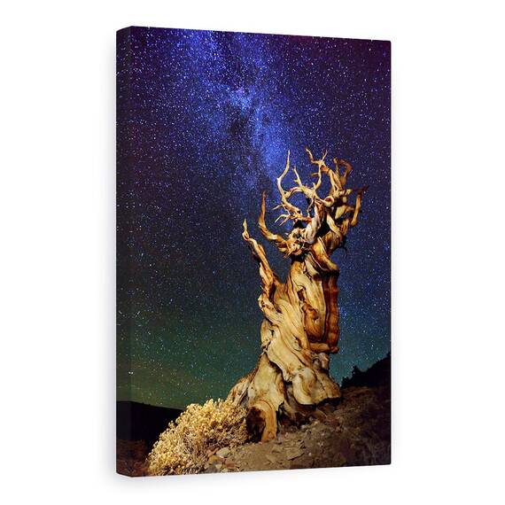 Tablou Canvas - Bristlecone Pin, Sua, California, Bristlecone Pin, Schulmans Grove, Pin, Marime: 60 x 90 cm - - Roveli